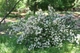 Дейція Rosea Campanulata / Deutzia Rosea Campanulata С3 60-80 - зображення 1