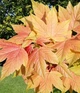 Клен ложноплатановый Sunshine / Acer pseudoplatanus Sunshine С10/ Ра140-150 /Н 160-180 - изображение 9