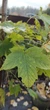 Клен ложноплатановый Sunshine / Acer pseudoplatanus Sunshine С10/ Ра140-150 /Н 160-180 - изображение 10