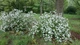 Дейція Rosea Campanulata / Deutzia Rosea Campanulata С3 60-80 - зображення 2