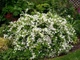 Дейція Rosea Campanulata / Deutzia Rosea Campanulata С3 60-80 - зображення 6