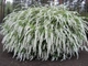 Спирея тунберга / Spiraea thunbergii С4 Н20-30 - изображение 1