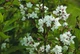 Дейція Rosea Campanulata / Deutzia Rosea Campanulata С3 60-80 - зображення 8