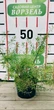 Спирея тунберга / Spiraea thunbergii С4 Н20-30 - изображение 8
