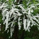 Спирея тунберга / Spiraea thunbergii С4 Н20-30 - изображение 9
