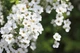 Спирея тунберга / Spiraea thunbergii С4 Н20-30 - изображение 12