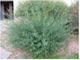 Ива/ SALIX purpurea Nana С7.5 /Н 60-80 - изображение 5
