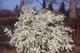 Спирея тунберга / Spiraea thunbergii С4 Н20-30 - изображение 14