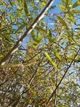 Ива/ SALIX purpurea Nana С7.5 /Н 60-80 - изображение 6