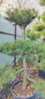 Сосна чорна Бонсай / Pinus nigra Bonsai С50/Н 135 - зображення 3