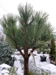 Сосна чорна Бонсай / Pinus nigra Bonsai С50/Н 135 - зображення 6