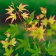 Клен пальмолистный Литтл Принцесс / Acer palmatum Little Princess С7.5 / Н60-80 - изображение 3