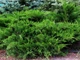 Ялівець средній Мінт Джуліп / Juniperus x pfitzeriana Mint Julep C3 /d 80-90 - зображення 13