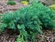Ялівець лускатий Блю Карпет / Juniperus squamata Blue Carpet С7.5, Н 60-80 - зображення 1