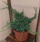 Ялівець лускатий Блю Карпет / Juniperus squamata Blue Carpet С7.5, Н 60-80 - зображення 2