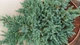 Ялівець лускатий Блю Карпет / Juniperus squamata Blue Carpet С7.5, Н 60-80 - зображення 3