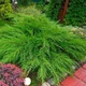 Ялівець средній Мінт Джуліп / Juniperus x pfitzeriana Mint Julep C3 /d 80-90 - зображення 12