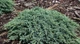 Ялівець лускатий Блю Карпет / Juniperus squamata Blue Carpet С7.5, Н 60-80 - зображення 7