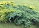 Ялівець лускатий Блю Карпет / Juniperus squamata Blue Carpet С7.5, Н 60-80 - зображення 12