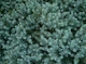 Ялівець лускатий Блю Карпет / Juniperus squamata Blue Carpet С7.5, Н 60-80 - зображення 13