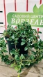 Кизильник Даммера / Cotoneaster dammeri С4/H30-40 - изображение 3
