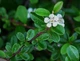 Кизильник Даммера / Cotoneaster dammeri С4/H30-40 - изображение 10