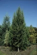 Лиственница японская Джакобсен Пирамид / Larix kaempferi Jakobsens Pyramid С12 / Ра90 - изображение 3