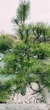 Сосна Бонсай "Sosna Czarna" / Pinus Bonsai "Sosna Czarna", С45, Н 80-90 - зображення 3