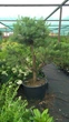 Сосна Бонсай "Sosna Czarna" / Pinus Bonsai "Sosna Czarna", С45, Н 80-90 - зображення 4