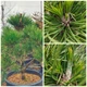Сосна Бонсай "Sosna Czarna" / Pinus Bonsai "Sosna Czarna", С45, Н 80-90 - зображення 10