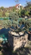 Ялівець лускатий Meyeri, Бонсай/Juniperus squamata Meyeri, Bonsai С60 / Н100-120 - зображення 3