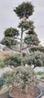 Ялівець китайський Blue Alps, Бонсай/Juniperus chinensis Blue Alps, Bonsai С200 /Н 180-200 - зображення 1