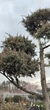 Ялівець китайський Blue Alps, Бонсай/Juniperus chinensis Blue Alps, Bonsai С200 /Н 180-200 - зображення 3