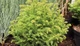 Кріптомерія японська Vilmorin Gold / Cryptomeria japonica Vilmorin Gold С15 Ра50 - зображення 2