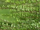 Жимолость блискуча Мейгрюн /Lonicera nitida 'Maigrün' C4 Н20-30 - зображення 6