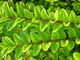 Жимолость блискуча Мейгрюн /Lonicera nitida 'Maigrün' C4 Н20-30 - зображення 8