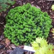 Ялиця корейська Cis / Abies koreana Cis С20 d20-25 h 20-30 - зображення 4