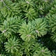 Ялиця корейська Cis / Abies koreana Cis С20 d20-25 h 20-30 - зображення 7