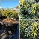 Ялиця корейська Cis / Abies koreana Cis С20 d20-25 h 20-30 - зображення 12