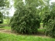 Лещина обыкновенная / Corylus avellana"Contorta" С10, Н 80-100 - изображение 3