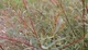 Верба пурпурова Ненсі Саундерс / Salix purpurea Nancy Saunders С15 /Н 150-180 - изображение 4