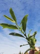 Ива тсугавидная Гинме / Salix tsugaluensis Ginme, С7.5 Ра60 - изображение 3
