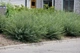 Ива пурпурная Нана / Salix purpurea Nana С12 Ра70 - изображение 6
