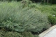 Ива пурпурная Нана / Salix purpurea Nana С12 Ра70 - изображение 8