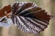 Лещина большая Пурпуреа / Corylus maxima Purpurea С60 h-200 - изображение 6