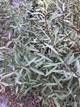 Ива пурпурная Нана / Salix purpurea Nana С12 Ра70 - изображение 15