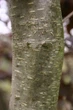 Лещина большая Пурпуреа / Corylus maxima Purpurea С60 h-200 - изображение 7