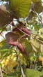 Лещина большая Пурпуреа / Corylus maxima Purpurea С60 h-200 - изображение 8