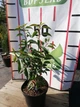 Лавровишня португальськая Angustifolia / Prunus lusitanica Angustifolia С3 Н 30-40 - изображение 9