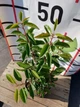 Лавровишня португальськая Angustifolia / Prunus lusitanica Angustifolia С3 Н 30-40 - изображение 13